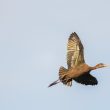 Ibis falcinelle en vol